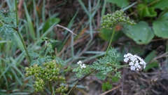 author not stated, no rights reserved Aethusa cynapium, photograph author not stated, no rights reserved