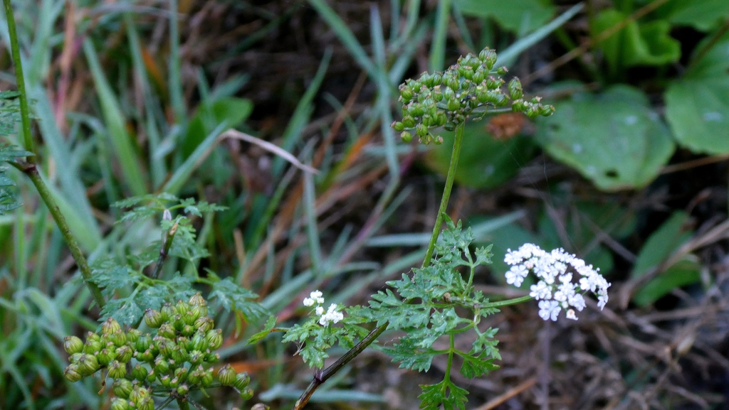 Aethusa cynapium; photograph author not stated, no rights reserved