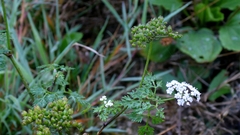 Aethusa cynapium