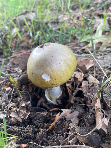 Deathcap