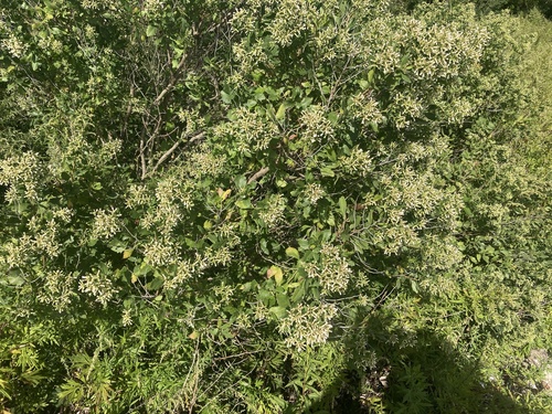 groundsel tree