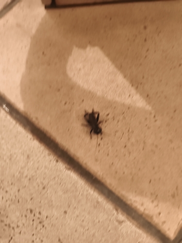 European Field Cricket