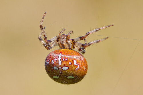 Four-spot Orbweaver