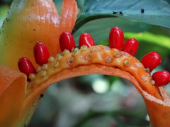 Dieffenbachia wendlandii