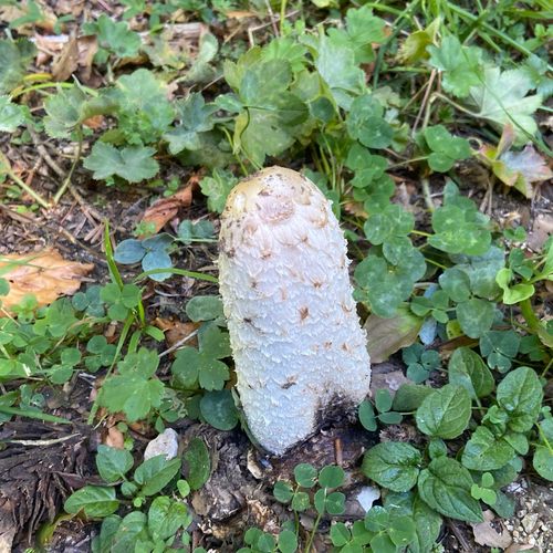 Shaggy Mane