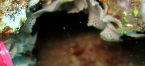 Triphyllozoon trifoliatum