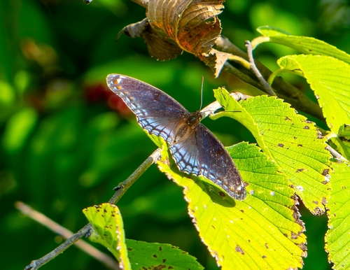 Red-spotted Admiral