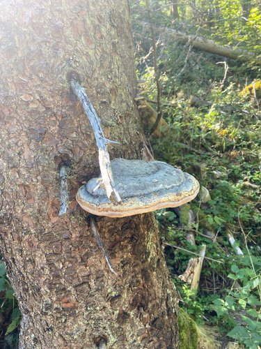 Red-banded Polypore
