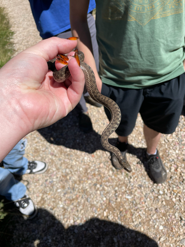 Western Terrestrial Garter Snake