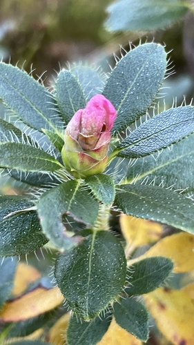 Hairy Alpenrose