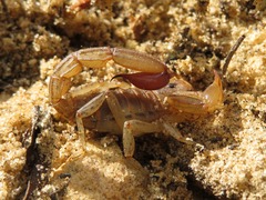 Hadruroides