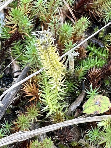 Lycopodiella inundata, photograph 6