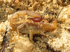 Hadruroides