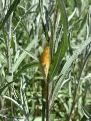 Zygaena filipendulae