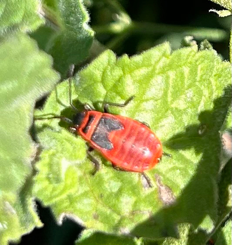 European Firebug