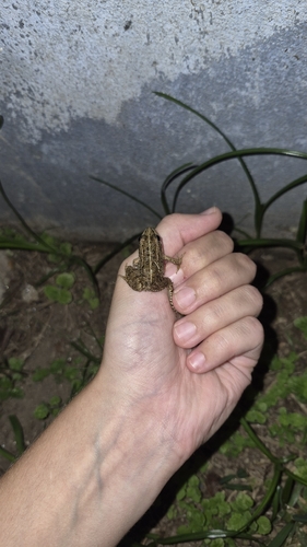 Iberian Green Frog