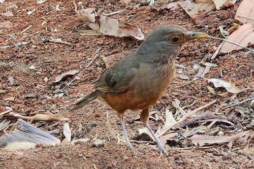 Rufous-bellied Thrush