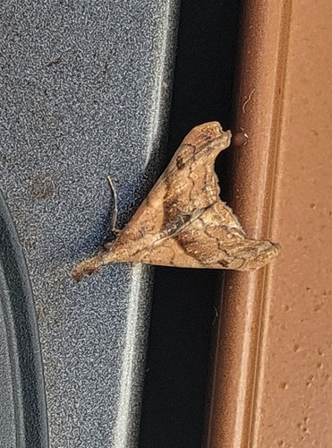 Dark-spotted Palthis Moth