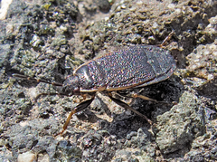 Pyrrhocoris marginatus