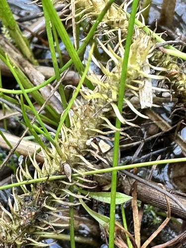 Lycopodiella inundata, photograph 3