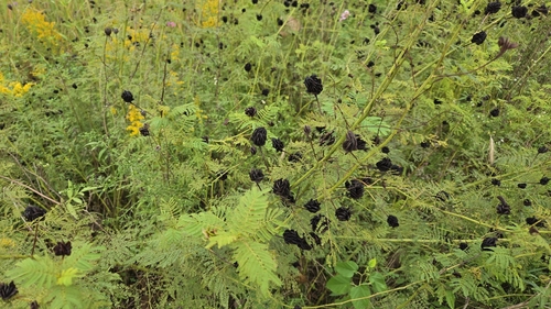 Illinois bundleflower