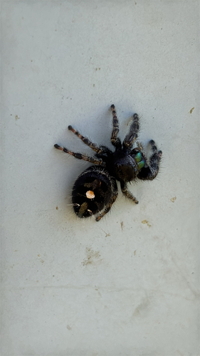 Bold Jumping Spider