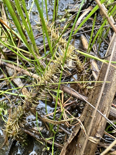 Lycopodiella inundata, photograph 2