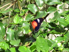 Cethosia cydippe chrysippe