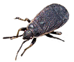 Pyrrhocoris marginatus