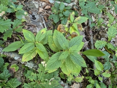 Melittis melissophyllum, photograph (c) Bobo-X, some rights reserved (CC BY)