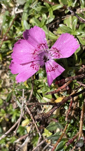 Alpine Pink