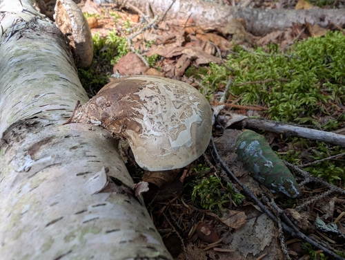 birch polypore