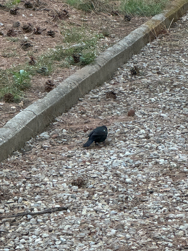 Eurasian Blackbird