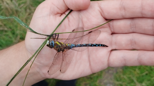 Migrant Hawker