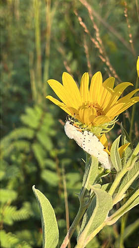 Salt Marsh Moth