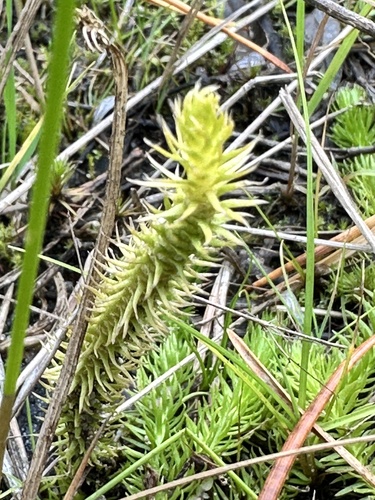 Lycopodiella inundata