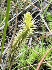 Lycopodiella inundata