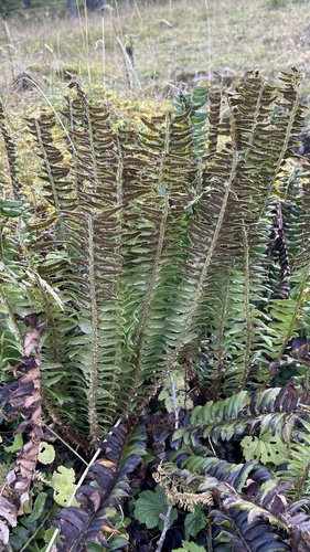 northern holly fern