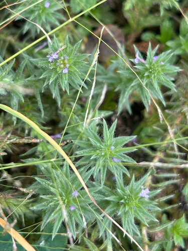 Bigbract Verbena