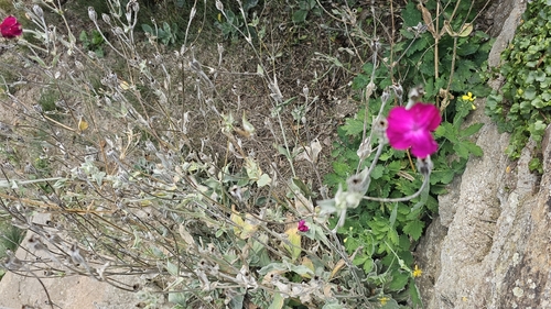 Rose campion