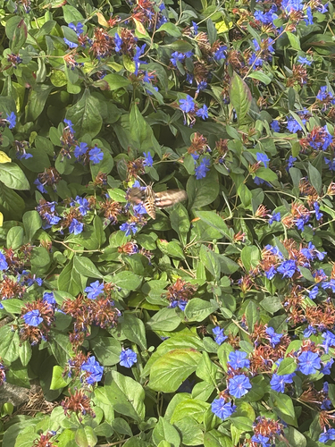 White-lined Sphinx