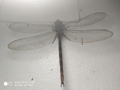 Gynacantha dravida