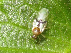 Knightonia