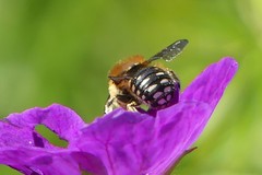 Anthidium punctatum