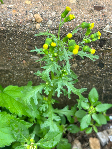 common groundsel