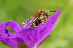 Anthidium punctatum
