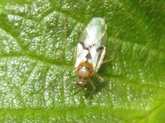 Knightonia