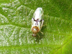 Knightonia
