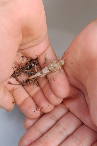 Blue-winged Grasshopper