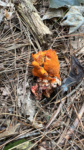 lobster mushroom